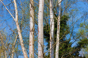 Fototapeta premium White poplar trees (Populus alba) trunks and branches against blue sky