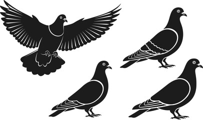 Obraz premium Set of pigeon silhouettes including flying bird with spread wings and three standing pigeons in varied poses with feather detailing