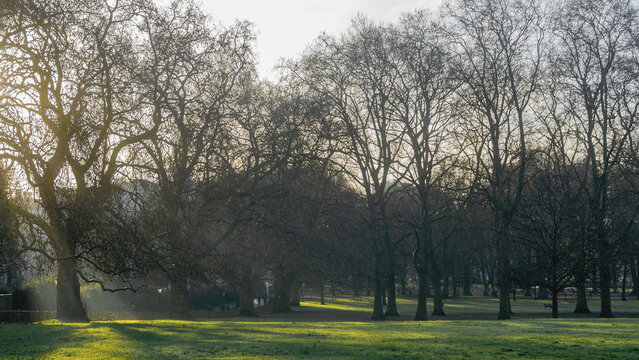 Sunlit park landscape with leafless trees and morning light