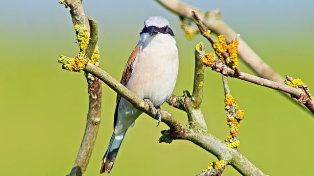 Male Red-backed Shrike Perching on Branch Searching for Food for Chicks in Summer Breeding Season