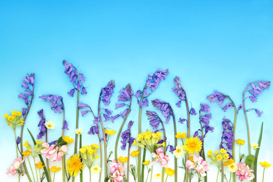 Bluebell, apple blossom, cowslip and buttercup wildflower background landscape on blue sky gradient. Spring season floral arrangement for greeting card.