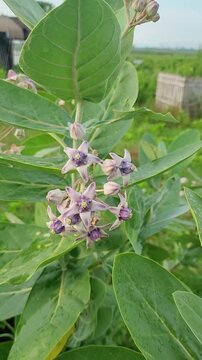 Stock video of a white giant calotrope plant, also known as calotropis gigantea, crown flower. It has been traditionally used for stomach ulcers, diarrhea, constipation, and jaundice. Selective focus