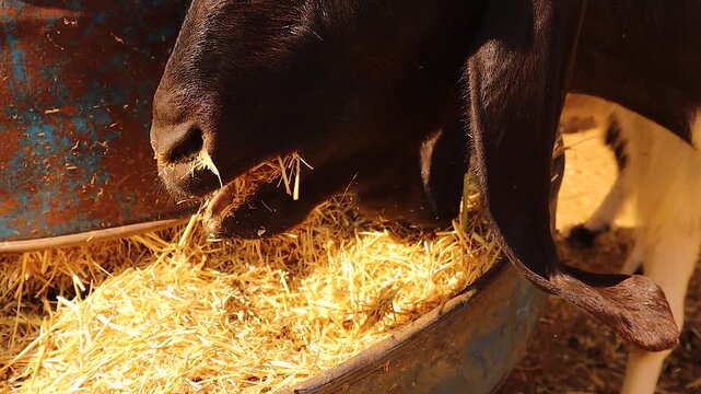 Close-up of a goat eating dry hay in a farm, showing natural feeding behavior, chewing motion, and livestock nutrition. Ideal for agriculture, animal care, rural life, and food production concepts.
