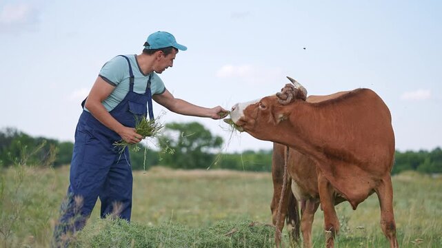 Farmer hand feeds fresh grass to cow in pasture field. Man feeding cattle with grass outdoors. Farmer gives grass to cow by hand. Brown cattle eating grass from farmer. Livestock care in field.