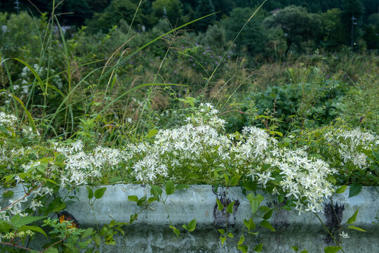 道路沿いに咲くセンニンソウ（仙人草）