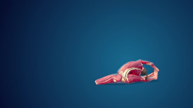 3D human Parivrtta Janu Sirsasana or Revolved Head-to-Knee pose on blue background, loopable 