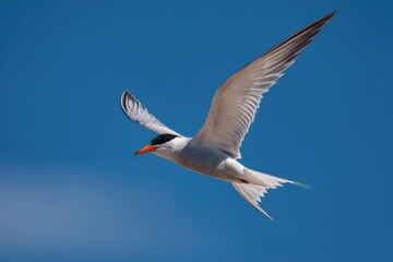 Fototapeta premium Adult tern in flight against a bright blue sky