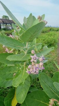 Stock video of a white giant calotrope plant, also known as calotropis gigantea, crown flower. It has been traditionally used for stomach ulcers, diarrhea, constipation, and jaundice. Selective focus