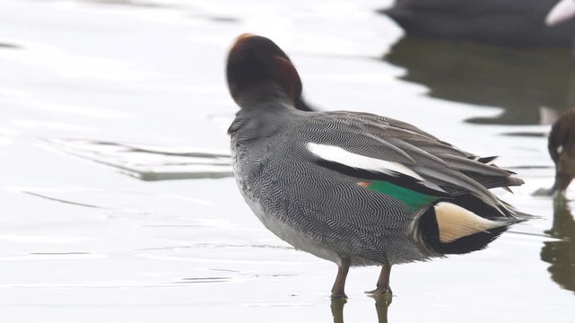 Wildlife - birds. Eurasian teal (Anas crecca), a duck species, lives in wetlands and feeds on plants and insects.