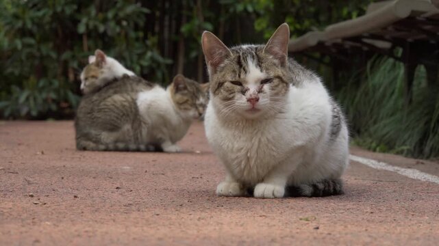 Three cats rest on a paved path near green bushes