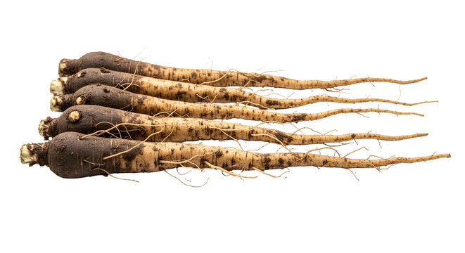 Heap of fresh black salsify roots with natural skin and root hairs studio shot on isolated seamless transparent background culinary herb