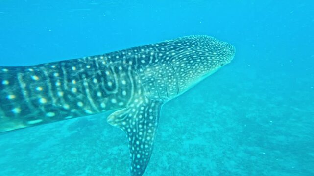 Close pass of world largest fish reveals immense size, calm movement underwater