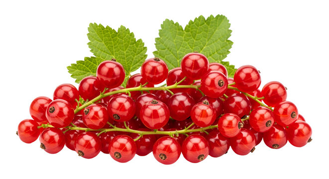 Isolated fresh red currant berries with green leaves on a transparent background cutout style vibrant and juicy