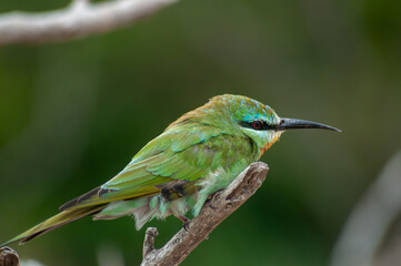 Obraz premium Blue-cheeked bee-eater perched on branch with soft green background, iSimangaliso Wetland Park, South Africa