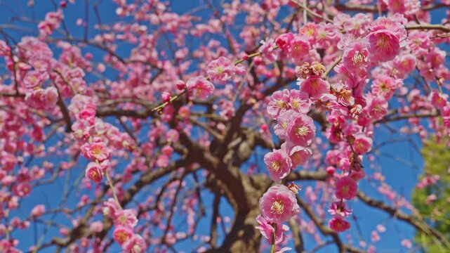 A wide shot featuring a plum tree in full bloom with vibrant pink blossoms. The cascading branches fill the frame, swaying in the wind under a clear blue sky, creating a lush spring atmosphere.
