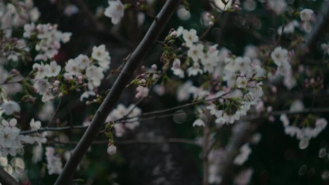 Japanese cherry blossom trees during hanami season