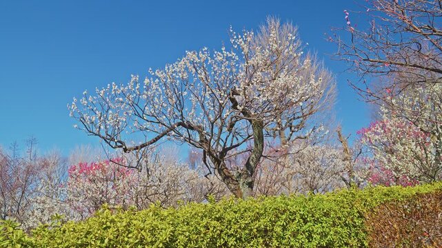 A slow camera tilt up from the textured trunk to delicate white plum blossoms blooming against a vibrant blue sky in a sunny spring garden.