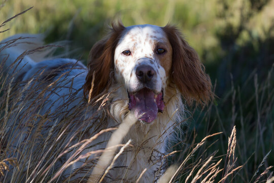 English Setter dog in the field during hunting season, close up.