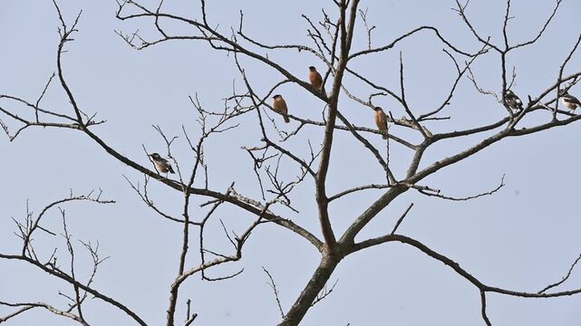 Indian pied myna and rufous sibia birds perched on the a tree. Many birds are perched on a tree, set against the backdrop of a blue sky. This scene is quite bright and full of simplicity. Slow motion 