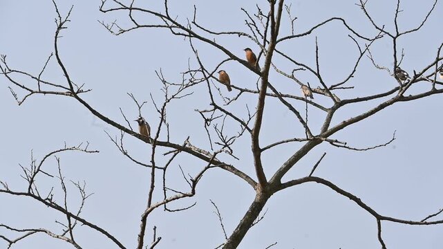 Indian pied myna and rufous sibia birds perched on the a tree. Many birds are perched on a tree, set against the backdrop of a blue sky. This scene is quite bright and full of simplicity. Slow motion 