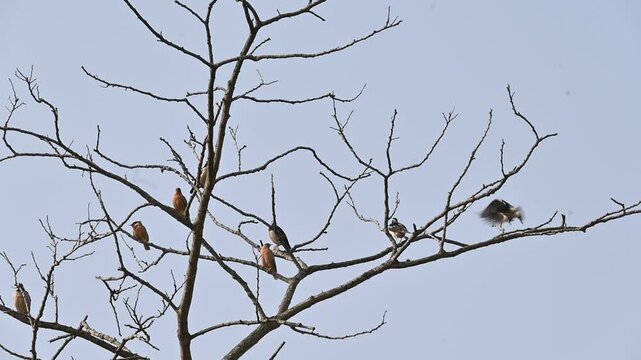 Indian pied myna and rufous sibia birds perched on the a tree. Many birds are perched on a tree, set against the backdrop of a blue sky. This scene is quite bright and full of simplicity. Slow motion 