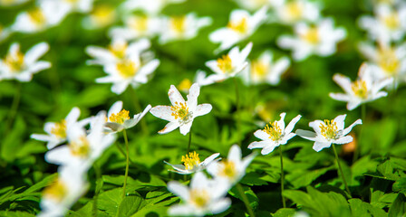 White snowdrops on a forest glade © licvin