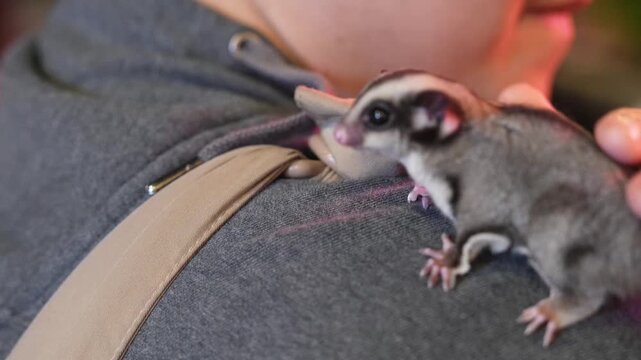 Cute sugar gliders cuddling on a person's chest, close-up pet moment with soft fur, cozy indoor vibes, and adorable viral appeal.