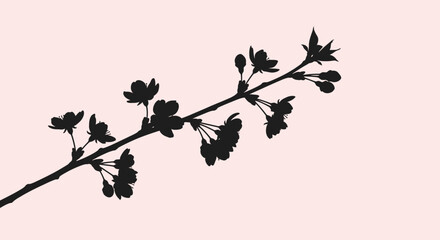 Delicate silhouette of a blooming cherry blossom branch against a soft pale pink gradient background evoking spring renewal and natural beauty with subtle shadows and gentle © PABITRA