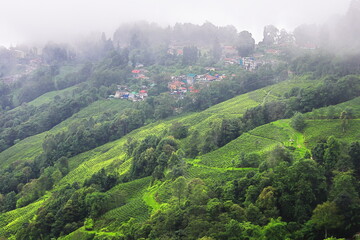 Fototapeta premium clouds floating over hills, lush green mountain village in monsoon season, foothills of himalaya mountains, darjeeling, west bengal in india