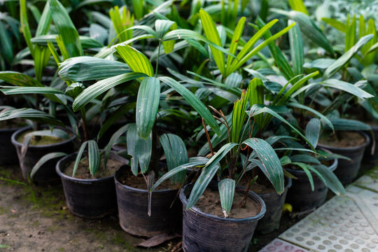Rhapis excelsa Lady Palm Seedlings in Pots at Nursery with Lush Green Foliage