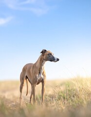 Obraz premium Pale blue gradient with airy diffused light for early summer. Whippet standing in the lower left with an elegant presence. Wide negative space creates a light and breezy composition.