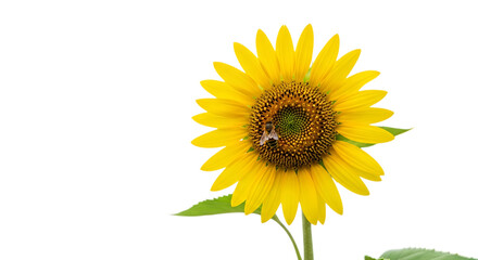 Fototapeta premium Single bright yellow sunflower bloom with a small bee resting on the central disc against a dark neutral backdrop view isolated on a transparent background