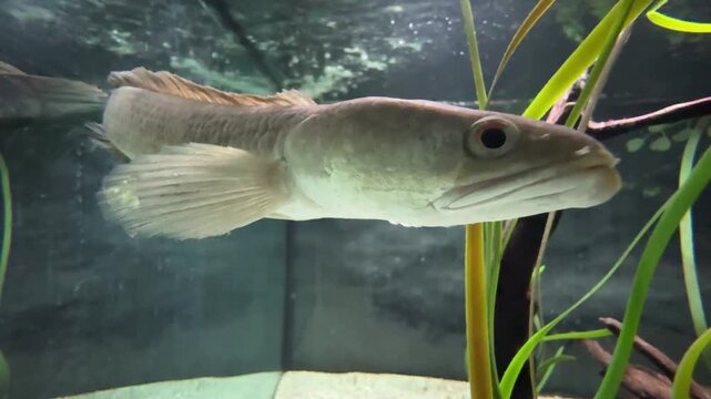Snakehead fish in aquarium