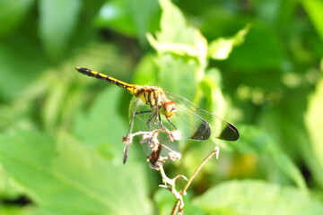 生き物　虫　公園　野原  © mono31.u 