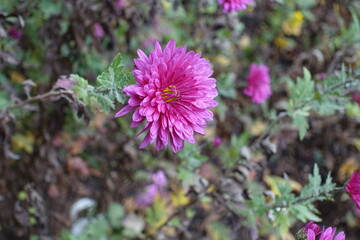 Fototapeta premium Mauve pink flower of Chrysanthemum in November