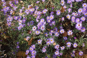 Huge amount of violet flowers of Michaelmas daisies in mid October © Anna