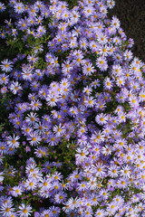 Mass of violet flowers of Michaelmas daisies in mid October © Anna