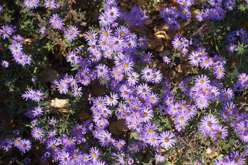 Multitudinous violet flowers of Michaelmas daisies in October © Anna