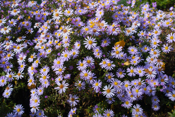 Numerous violet flowers of Michaelmas daisies in mid October © Anna