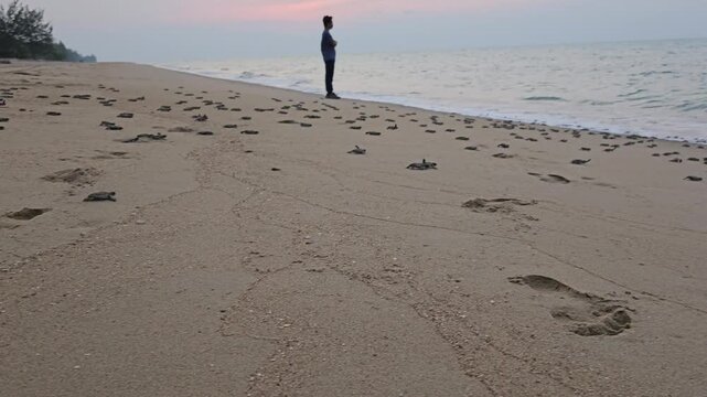 Video of sea turtle hatchlings racing on the beach sand towards the sea