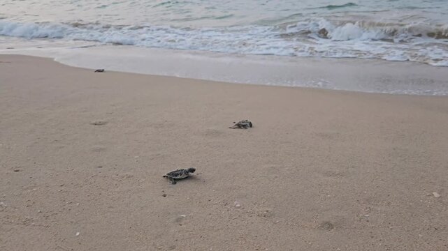 Video of sea turtle hatchlings racing on the beach sand towards the sea