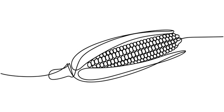 Maize ear in continuous line art drawing style. Corn cob black linear sketch isolated on white background. Vector illustration, Continuous one line drawing of corn icon in silhouette on a white back.