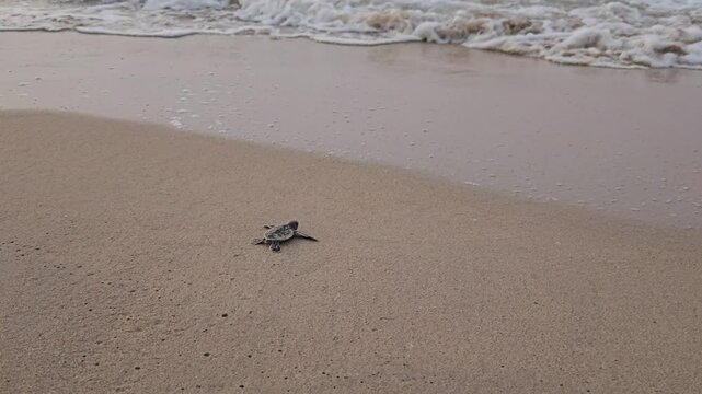 Video of sea turtle hatchlings racing on the beach sand towards the sea