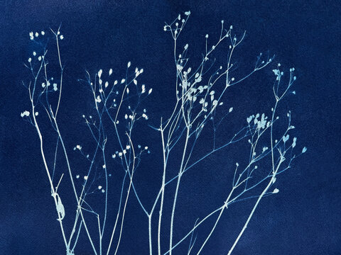 Winter field grass created in cyanotype technique
