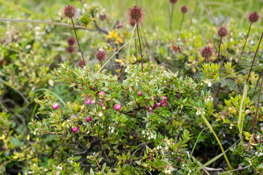 Prickly Heath berries on bush at Wulaia bay on Navarino island, Chile
