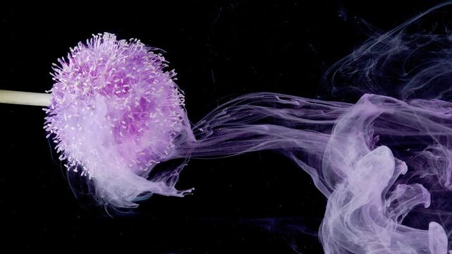 Spherical allium drifting through pale smoke, delicate purple globe with trailing ink veils against black setting editorial stills for cosmetic