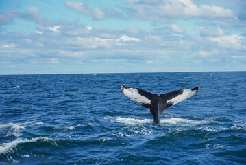 Naklejka premium Humpback whale tail fluke diving in Atlantic Ocean off Salem, Massachusetts, USA