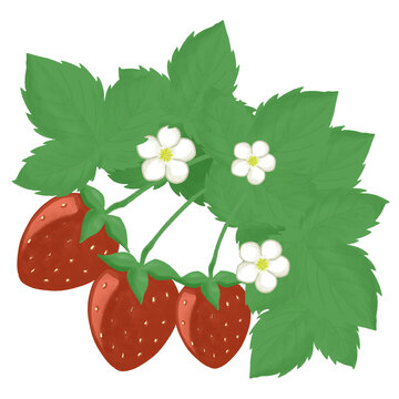 いちごといちごの花のイラスト