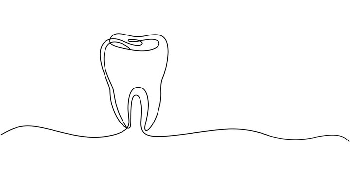 Human molar tooth cross section continuous one line drawing, Detailed continuous line drawing showing a cross section of a human tooth with roots and internal structures, Cross section of a human toot