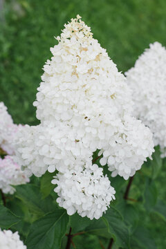 Hydrangea Paniculata Vanilla Fraise Blooming in Garden